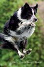 Border Collie February Notebook Border Collie Record, Log, Diary, Special Memories, To Do List, Academic Notepad, Scrapbook & More