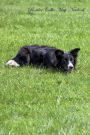 Border Collie May Notebook Border Collie Record, Log, Diary, Special Memories, To Do List, Academic Notepad, Scrapbook & More