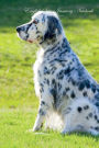English Setter January Notebook English Setter Record, Log, Diary, Special Memories, To Do List, Academic Notepad, Scrapbook & More