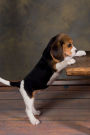 Beagle vol.2 Notebook & Journal. Productivity Work Planner & Idea Notepad: Brainstorm Thoughts, Self Discovery, To Do List