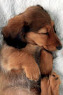 Dachshund Notebook & Journal. Productivity Work Planner & Idea Notepad: Brainstorm Thoughts, Self Discovery, To Do List
