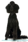 Standard Poodle Affirmations Workbook Standard Poodle Presents: Positive and Loving Affirmations Workbook. Includes: Mentoring Questions, Guidance, Supporting You.