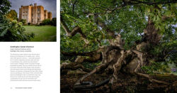 Alternative view 3 of The Queen's Green Canopy: Ancient Woodlands and Trees