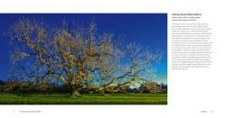 Alternative view 4 of The Queen's Green Canopy: Ancient Woodlands and Trees