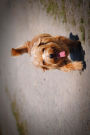 The Norfolk Terrier Dog Journal: 150 page lined notebook/diary