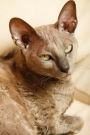 The Egyptian Mau Cat Journal