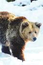Brown Bear in the Snow Journal: 150 page lined notebook/diary
