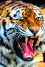 Bengal Tiger Journal: 150 page lined notebook/diary