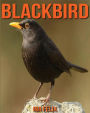 Blackbird: Children Book of Fun Facts & Amazing Photos on Animals in Nature - A Wonderful Blackbird Book for Kids aged 3-7