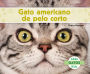 Gato americano de pelo corto (American Shorthair Cats) (Spanish Version)
