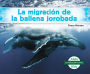 La migración de la ballena jorobada (Humpback Whale Migration) (Spanish Version)