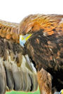 Golden Eagle Portrait Journal: 150 page lined notebook/diary