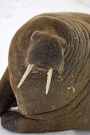 Walrus Journal: 150 page lined notebook/diary