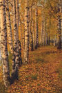 Birch Autumnal Alley Journal: 150 page lined notebook/diary