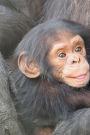 Baby Chimpanzee Journal: 150 page lined notebook/diary