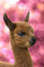 Alpaca Cria: Journal Notebook, 200 Blank Lined Pages (6