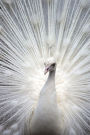 White Peacock Journal: 150 page lined notebook/diary
