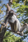 Central American Spider Monkey Journal: 150 page lined notebook/diary