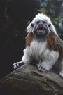 Cotton-Top Tamarin Journal: 150 page lined notbook/diary