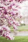 Magnolia Tree Journal: (Blank Book, Notebook, Diary)