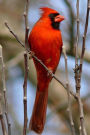 Ohio State Bird - Northern Cardinal Journal: 150 page lined notebook/diary