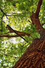 The Oak Tree Journal: 150 page lined notebook/diary