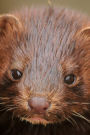 American Mink Journal: 150 page lined notebook/diary