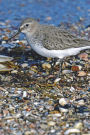 Dunlin Bird Journal: 150 page lined notebook/diary