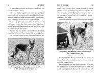 Alternative view 4 of What the Dog Knows Young Readers Edition: Scent, Science, and the Amazing Ways Dogs Perceive the World