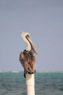 Pelican in Belize Journal: 150 page lined notebook/diary