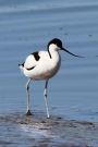 Avocet Wading in Water (Recurvirostra Avosetta) Bird Journal: 150 page lined notebook/diary