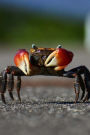 The Defensive Crab Journal: 150 lined notebook/diary