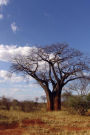 Baobab Tree in Botswana Journal: 150 page lined notebook/diary