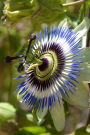 Blue Passion Flower (Passiflora Caerulea) Journal: 150 page lined notebook/diary