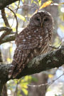 Barred Owl Journal: 150 page lined notebook/diary
