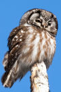 Boreal Owl Journal: 150 page lined notebook/diary