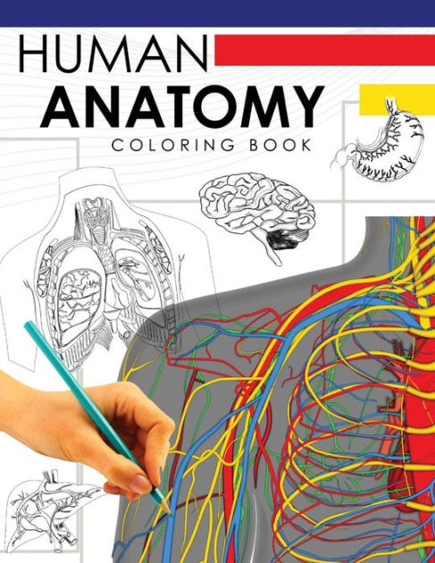 human body coloring pages for kids