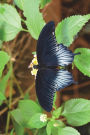 Scarlet Mormon Butterfly (Papilio Rumanzovia) Journal: 150 page lined notebook/diary