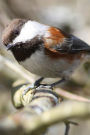 Chestnut-backed Chickadee Journal: 150 page lined notebook/diary