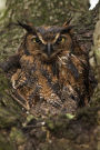 Great Horned Owl Perched in a Tree Journal: 150 page lined notebook/diary