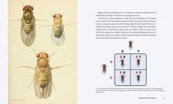 Alternative view 4 of Discovering Life's Story: The Birth of Genetics