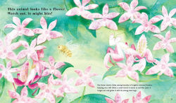 Alternative view 3 of Find Out About Animal Camouflage