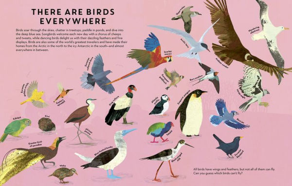 Birds Everywhere
