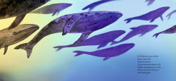 Alternative view 2 of Twelve Daring Grays: A Whale Migration Adventure