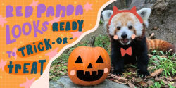 Alternative view 3 of Halloween at the Zoo: (A Rhyming Board Book for Babies, Toddlers, Preschoolers, and Kids Ages 2-5)