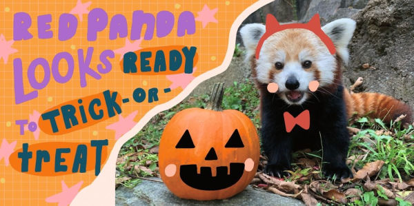 Halloween at the Zoo: (A Rhyming Board Book for Babies, Toddlers, Preschoolers, and Kids Ages 2-5)