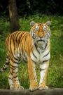 Beautiful Siberian Tiger Journal: 150 page lined notebook/diary