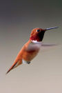 Ruby Throated Hummingbird Journal: 150 page lined notebook/diary
