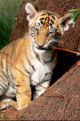 Adorable Tiger Cub Journal: 150 page lined notebook/diary