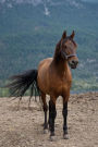 A Chestnut Brown Horse Portrait Journal: 150 page lined notebook/diary